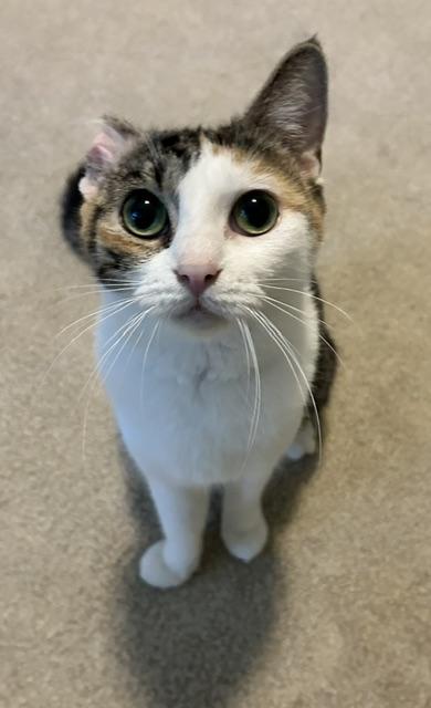 Enlarge Helga, a ADOPTABLE Domestic Short Hair in Reynoldsburg, OH image 3/3