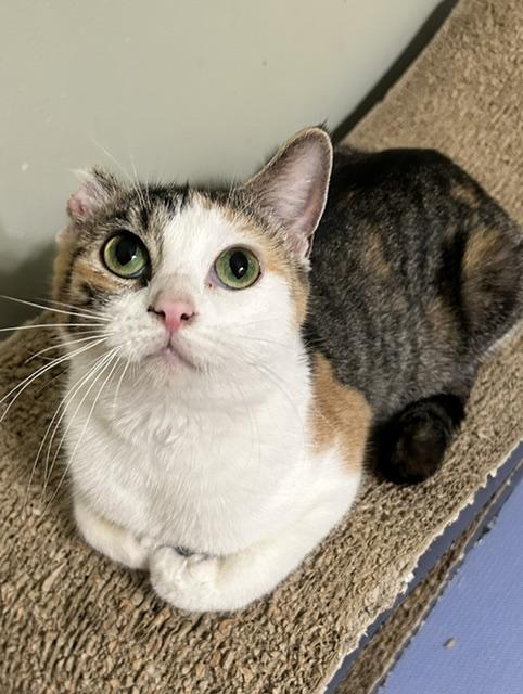 Helga, ADOPTABLE, Adult Female Domestic Short Hair.