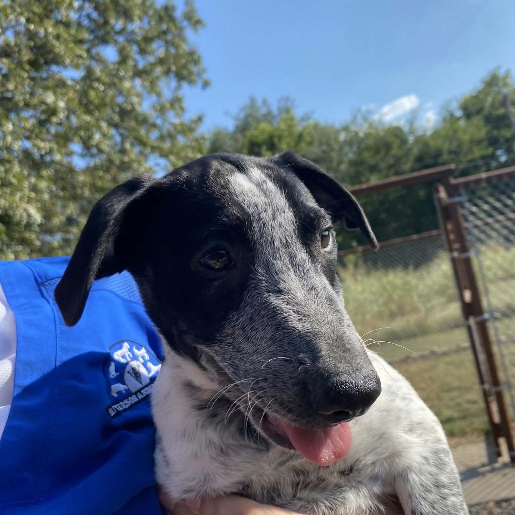 Patrice, Adoptable, Puppy Female Australian Cattle Dog / Blue Heeler & Mixed Breed.