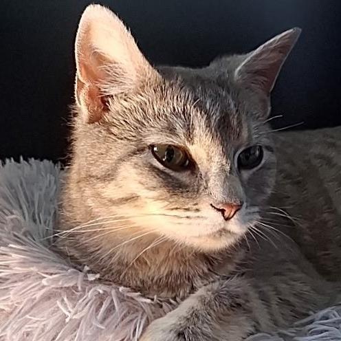 Enlarge Salt, a Adoptable mixed breed in Grand Rapids, MN image 1/1