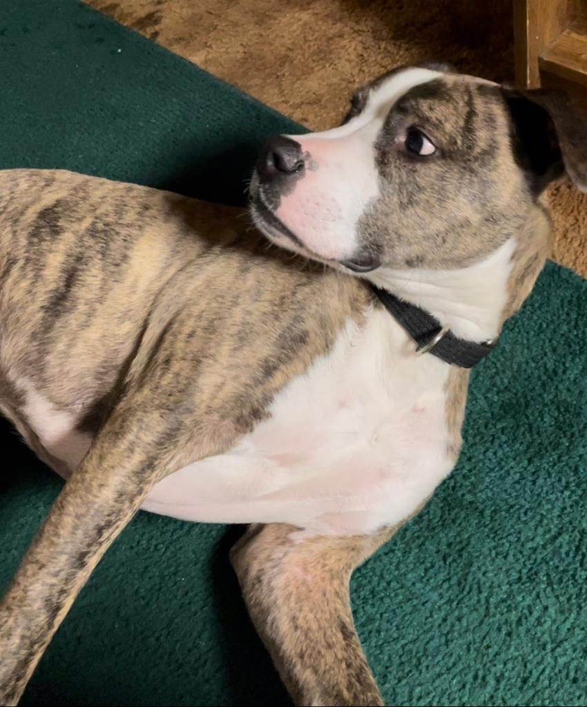 Enlarge Brooklyn (lives in Pennellville NY), a Adopted mixed breed in Pennellville, NY image 1/6