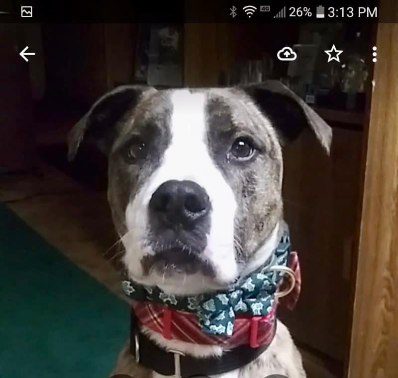 Enlarge Brooklyn (lives in Pennellville NY), a Adopted mixed breed in Pennellville, NY image 2/6