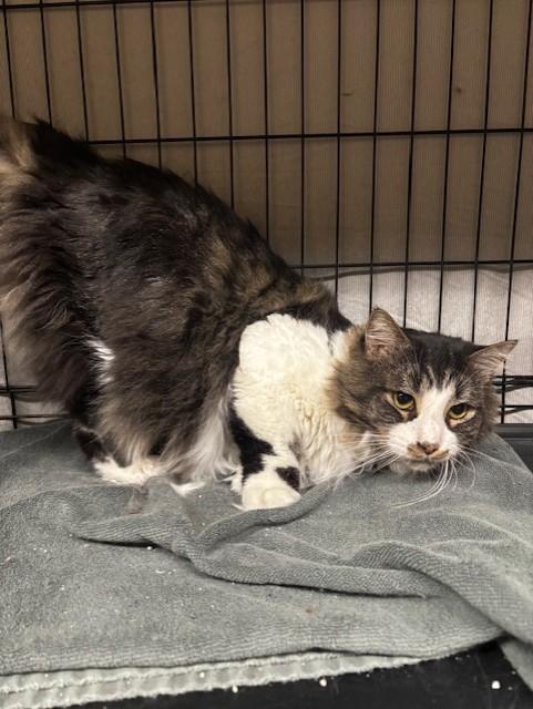 Enlarge JoJo, a ADOPTABLE Domestic Long Hair in Plainville, MA image 4/5