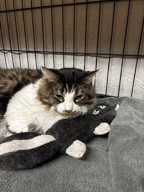 Enlarge JoJo, a ADOPTABLE Domestic Long Hair in Plainville, MA image 5/5