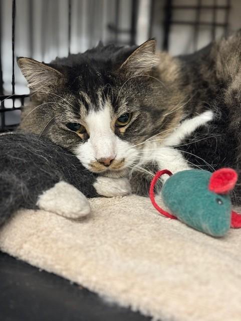 Enlarge JoJo, a ADOPTABLE Domestic Long Hair in Plainville, MA image 3/5