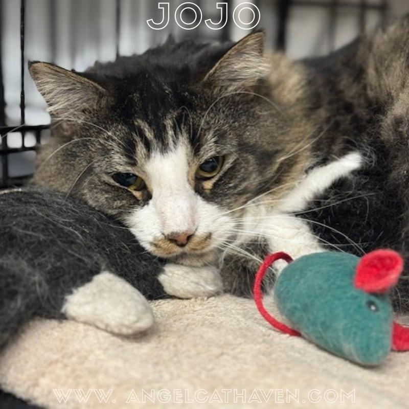 JoJo, ADOPTABLE, Young Male Domestic Long Hair.