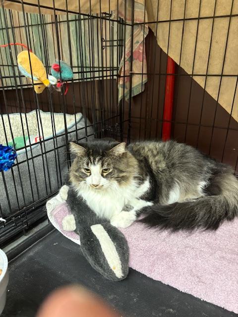 Enlarge JoJo, a ADOPTABLE Domestic Long Hair in Plainville, MA image 2/5