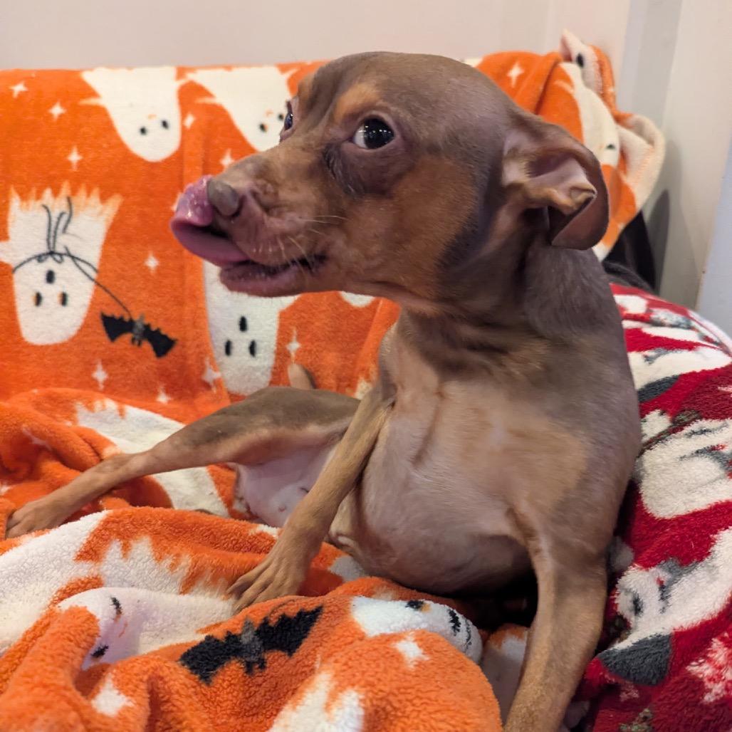 Enlarge Love Bug, a Adoptable mixed breed in Oak Park, IL image 1/4