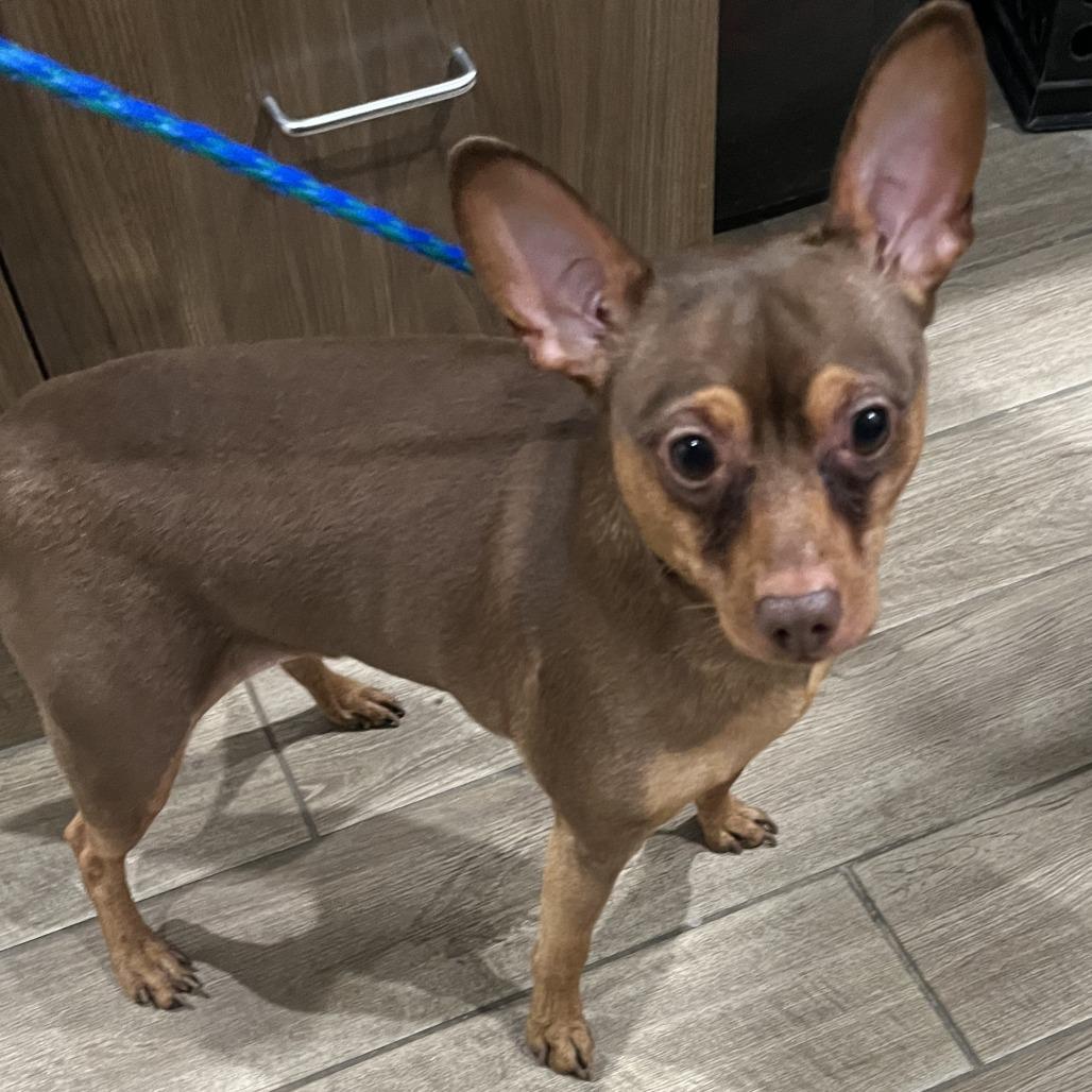 Enlarge Love Bug, a Adoptable mixed breed in Oak Park, IL image 3/4