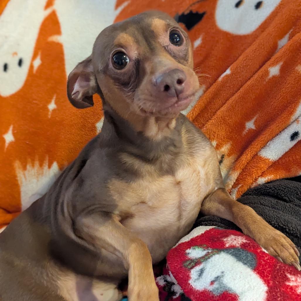 Enlarge Love Bug, a Adoptable mixed breed in Oak Park, IL image 4/4