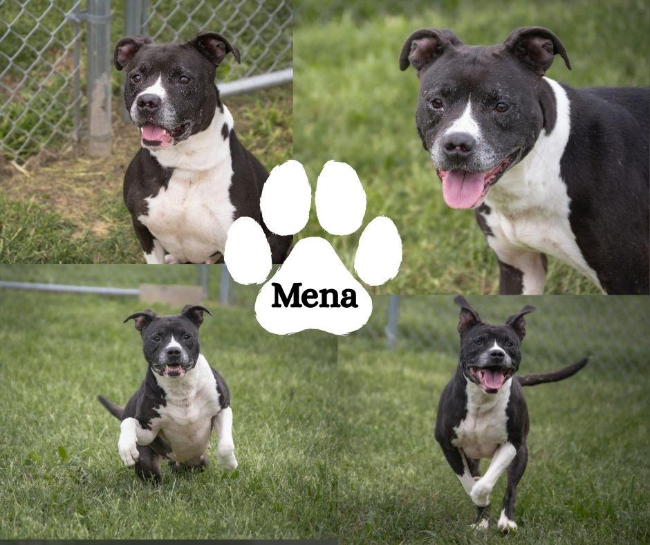 Mena, Adoptable, Senior Female Pit Bull Terrier.