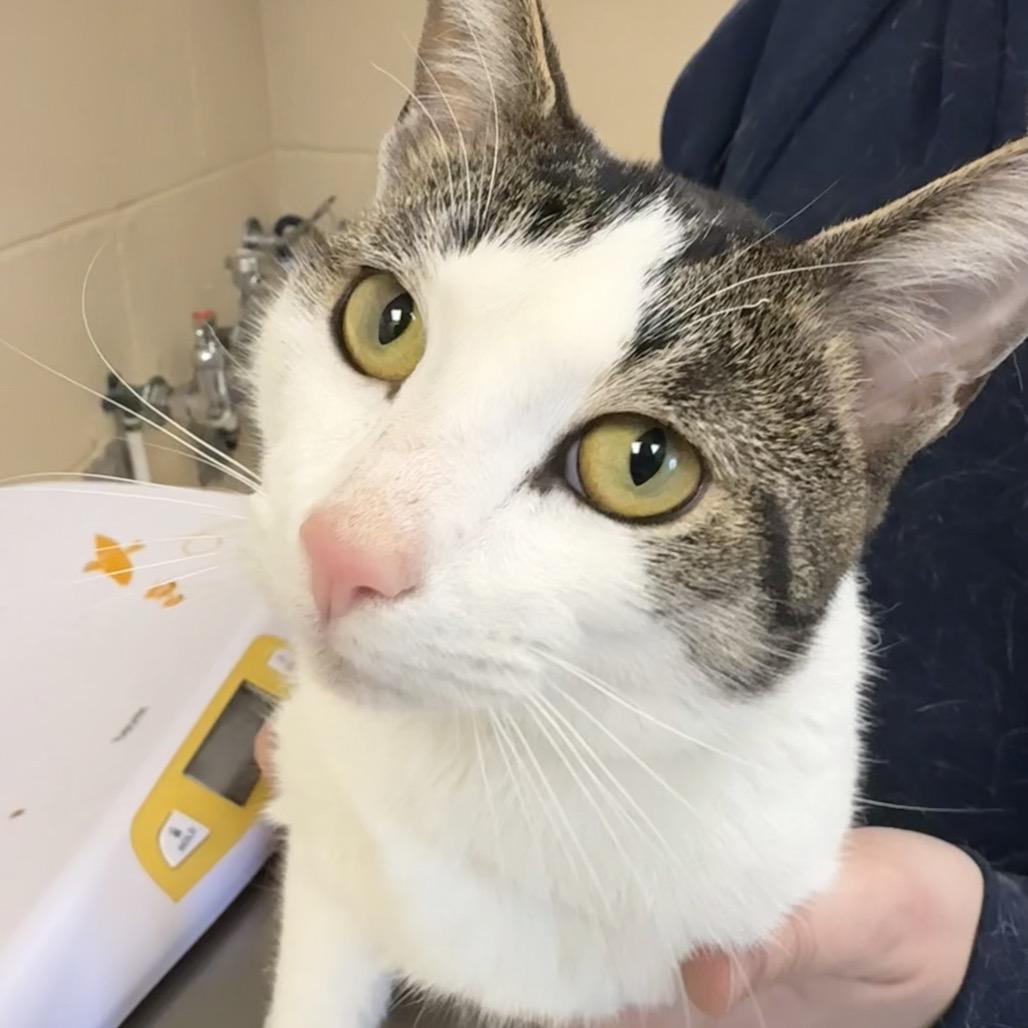 Enlarge Gin, a Adoptable Domestic Short Hair in Troy, VA image 1/3