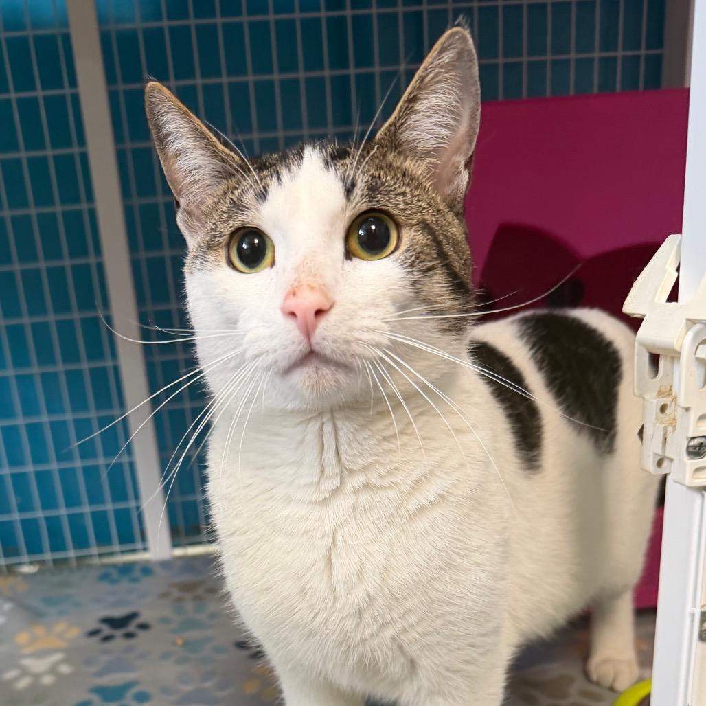 Enlarge Gin, a Adoptable Domestic Short Hair in Troy, VA image 2/3