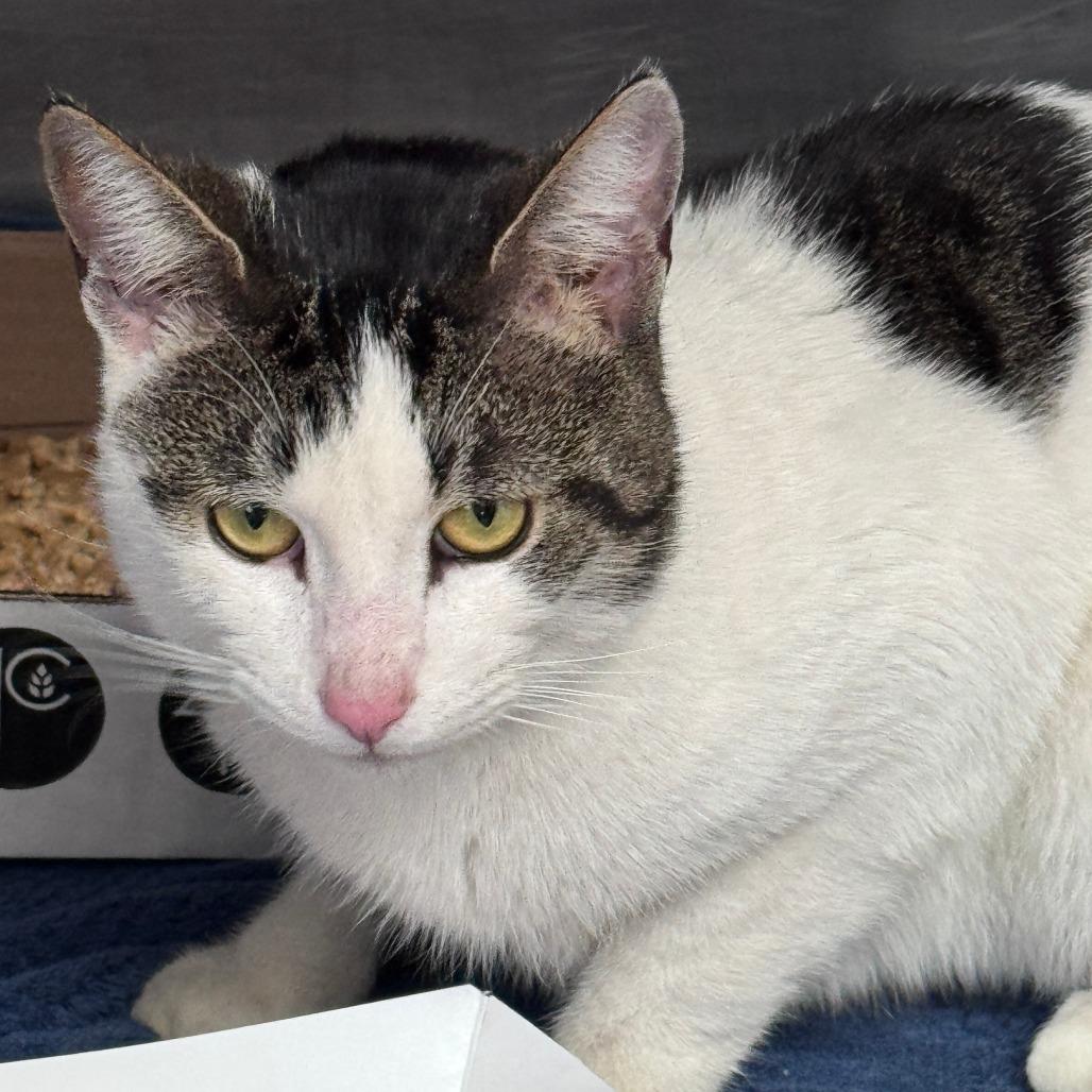 Enlarge Gin, a Adoptable Domestic Short Hair in Troy, VA image 3/3