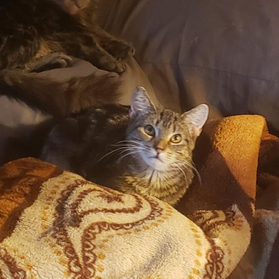 Enlarge Wanda (bonded with brother Watson), a Adoptable Domestic Short Hair in Cortland, NY image 1/2