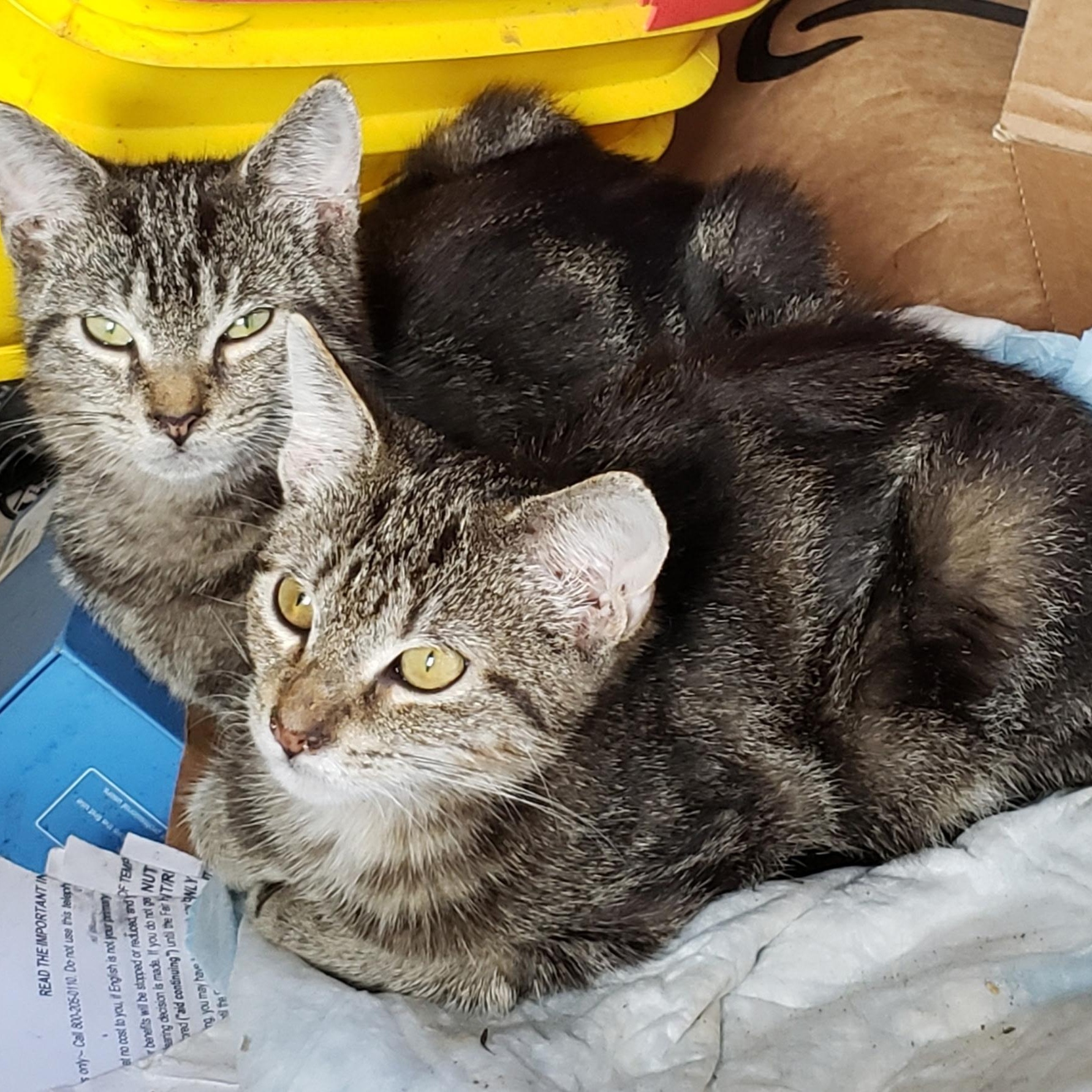 Enlarge Wanda (bonded with brother Watson), a Adoptable Domestic Short Hair in Cortland, NY image 2/2