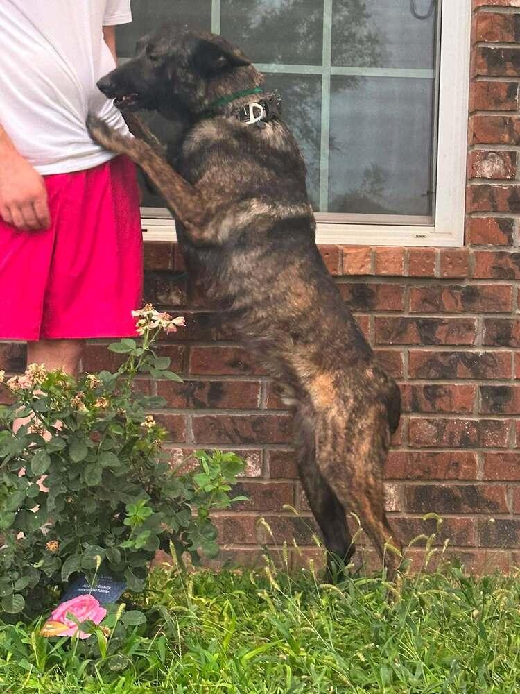Maximus - Located in NM photo