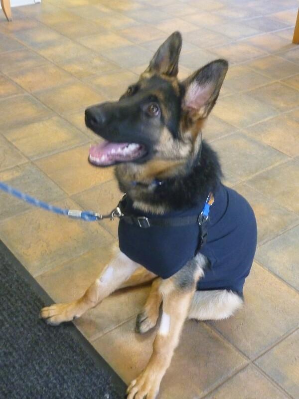 Charlotte, Adoptable, Adult Female German Shepherd Dog.