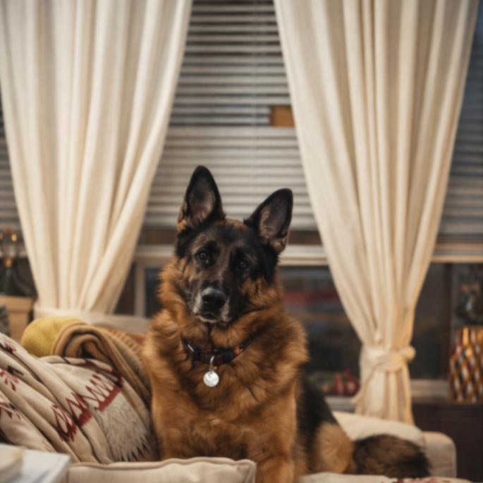 Charlotte, Adoptable, Adult Female German Shepherd Dog.