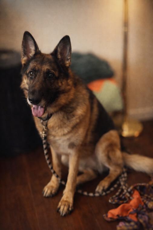 Enlarge Charlotte, a Adoptable mixed breed in Seattle, WA image 2/2