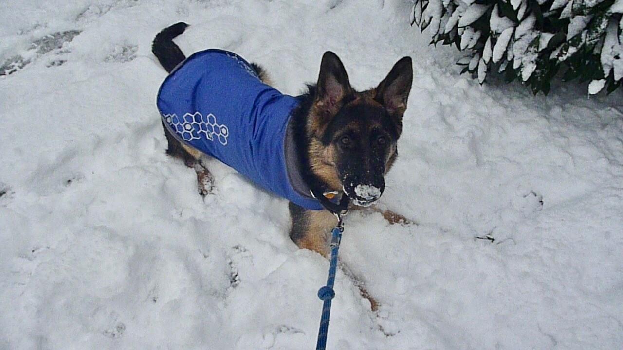 Enlarge Charlotte, a Adoptable mixed breed in Seattle, WA image 5/6