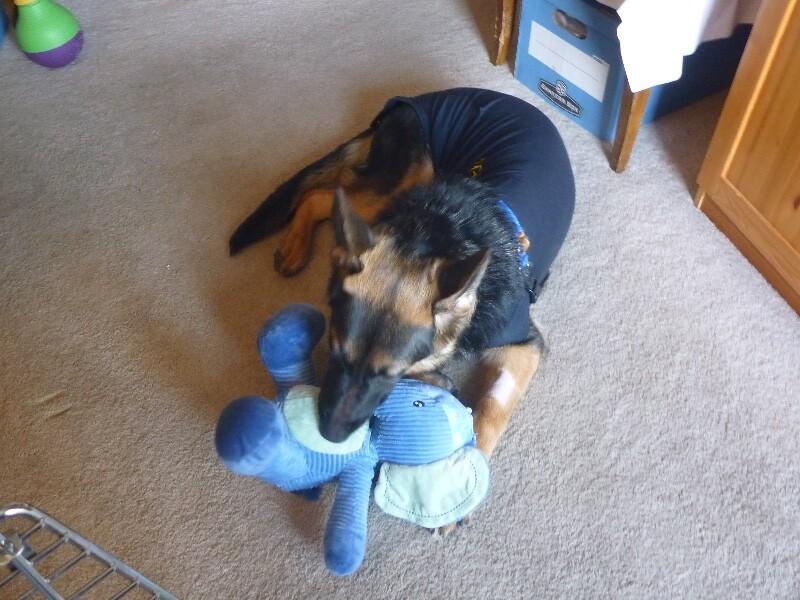 Enlarge Charlotte, a Adoptable mixed breed in Seattle, WA image 6/6