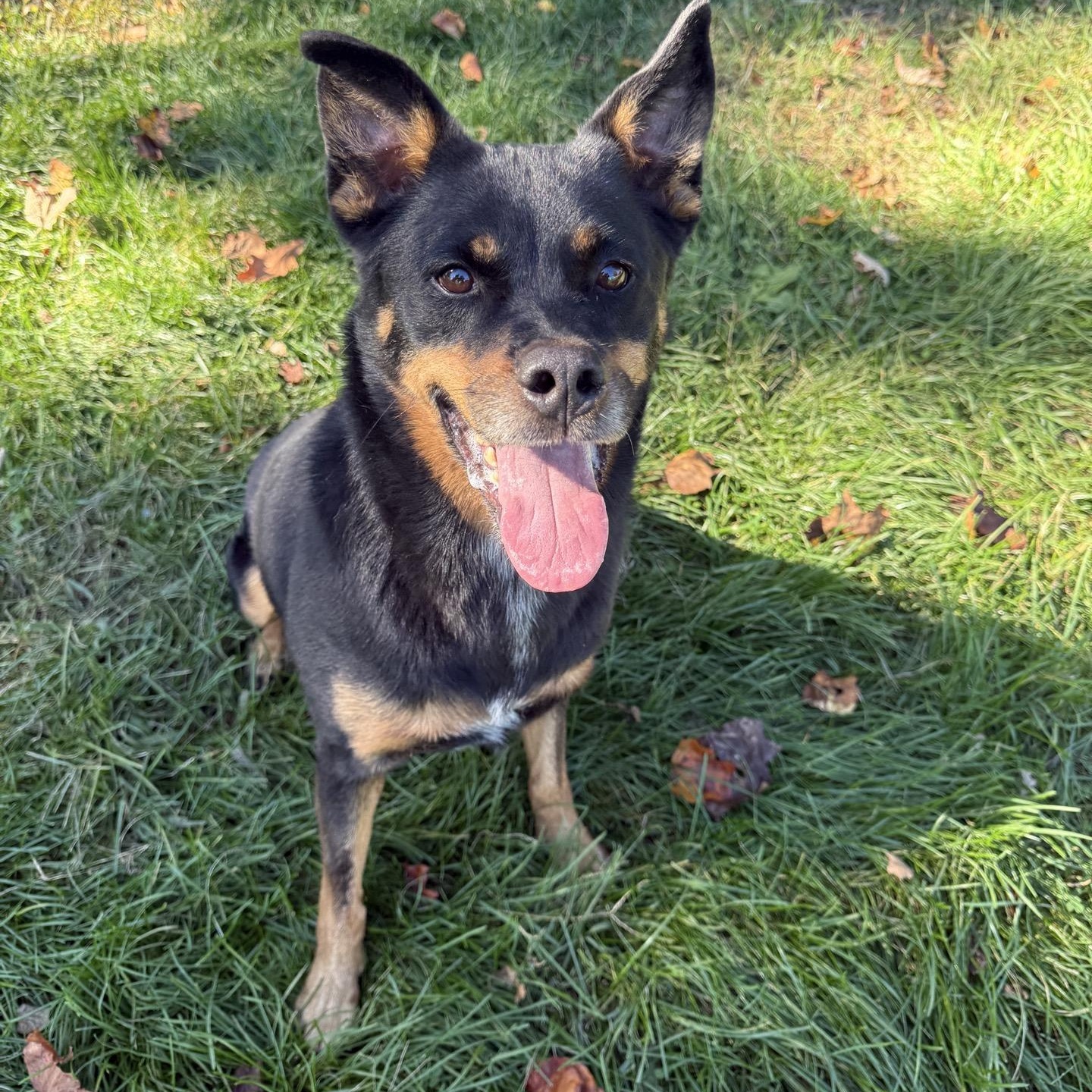 Josie, Adoptable, Senior Female Rottweiler & Australian Cattle Dog / Blue Heeler.