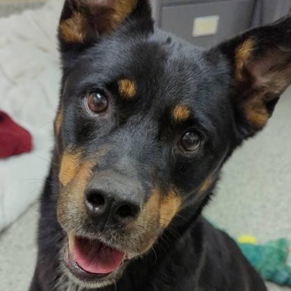 Enlarge Josie, a Adoptable mixed breed in Valparaiso, IN image 1/4