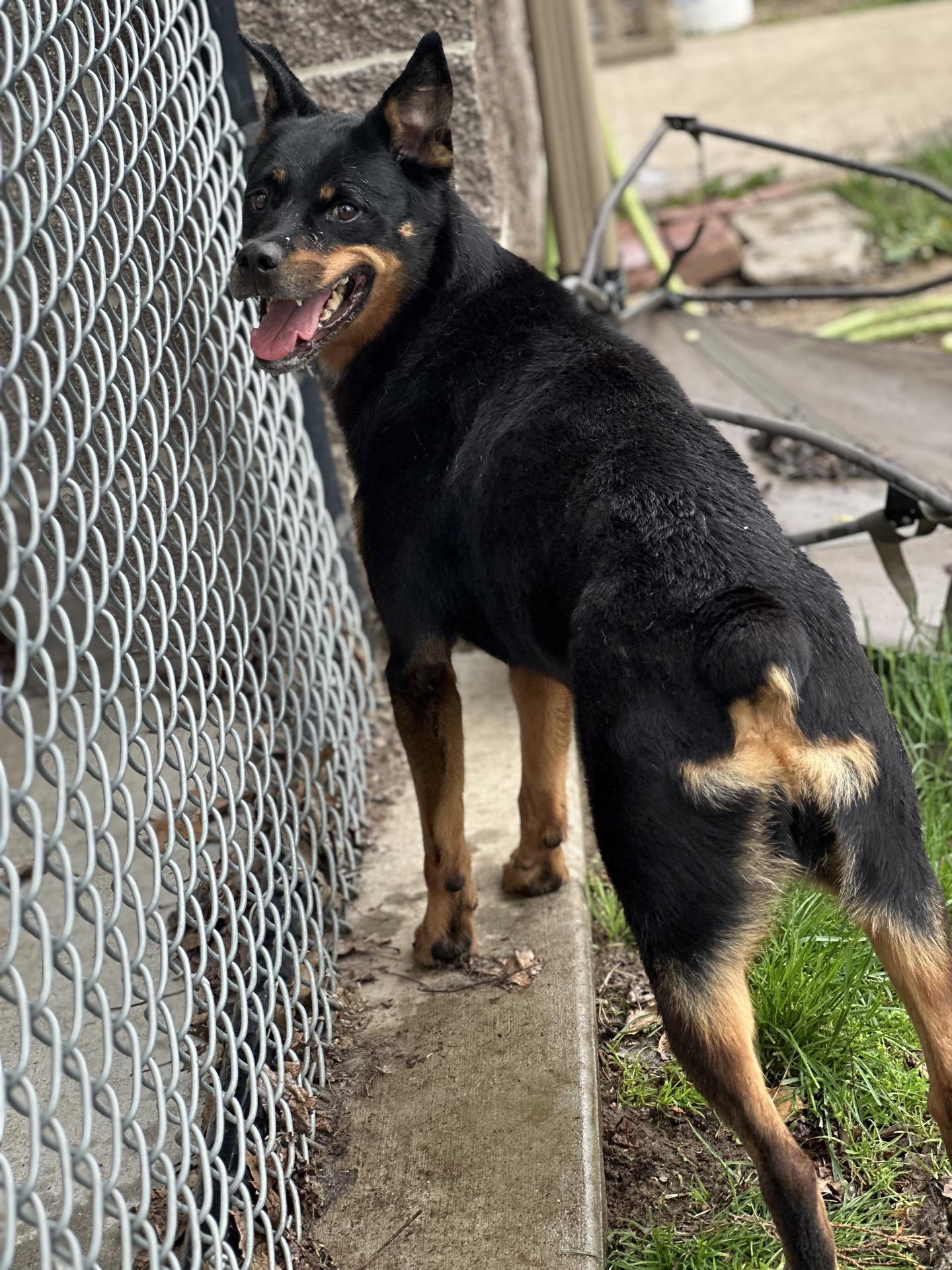 Enlarge Josie, a Adoptable mixed breed in Valparaiso, IN image 2/5
