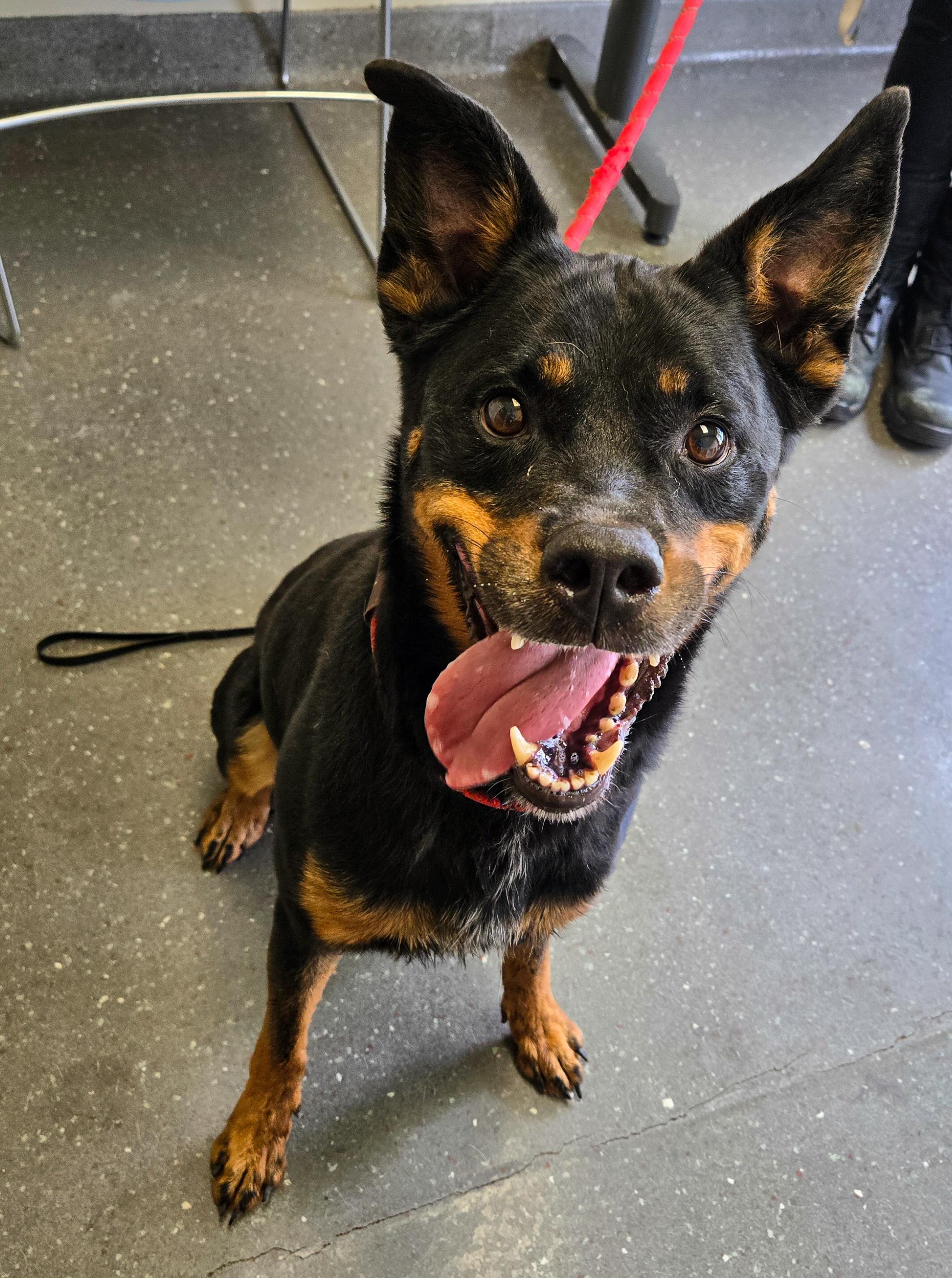 Josie, Adoptable, Senior Female Rottweiler & Australian Cattle Dog / Blue Heeler.