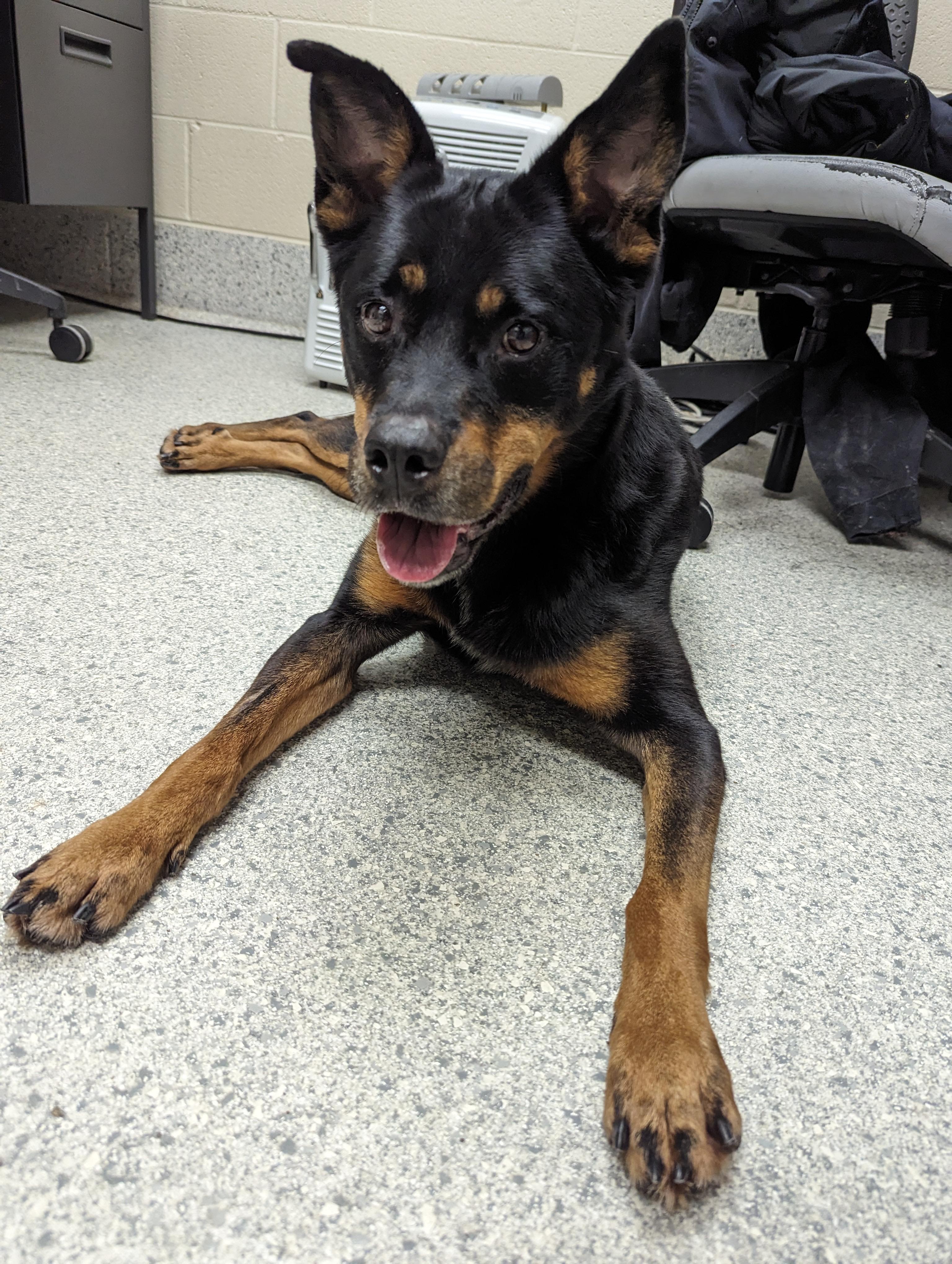 Enlarge Josie, a Adoptable mixed breed in Valparaiso, IN image 2/4