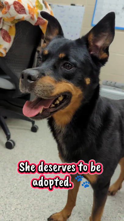 Enlarge Josie, a Adoptable mixed breed in Valparaiso, IN video 4/4