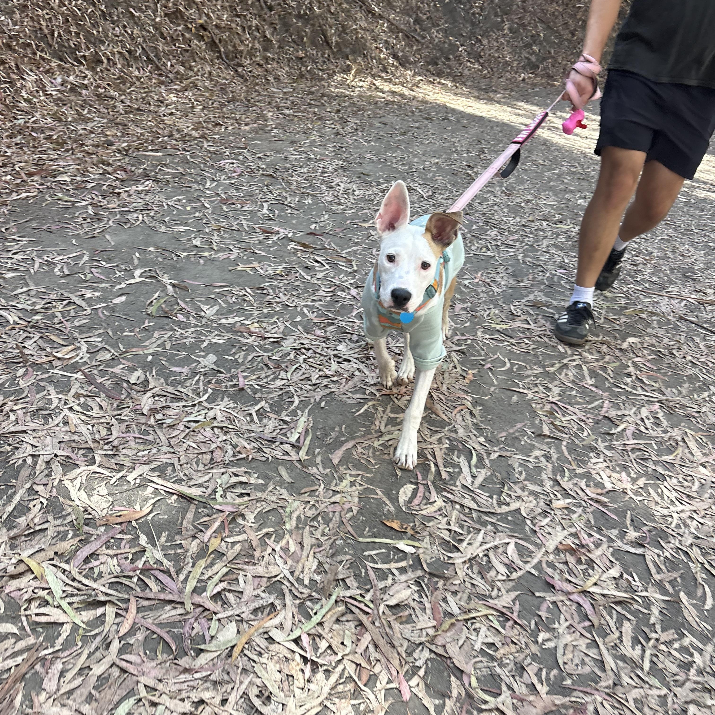 Enlarge Toby, a Adoptable mixed breed in Claremont, CA image 5/6