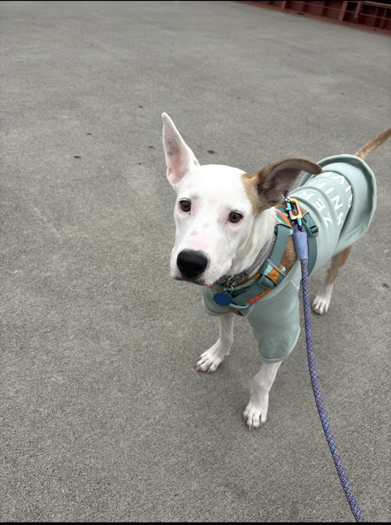 Toby, Adoptable, Young Male Pit Bull Terrier & Jack Russell Terrier.