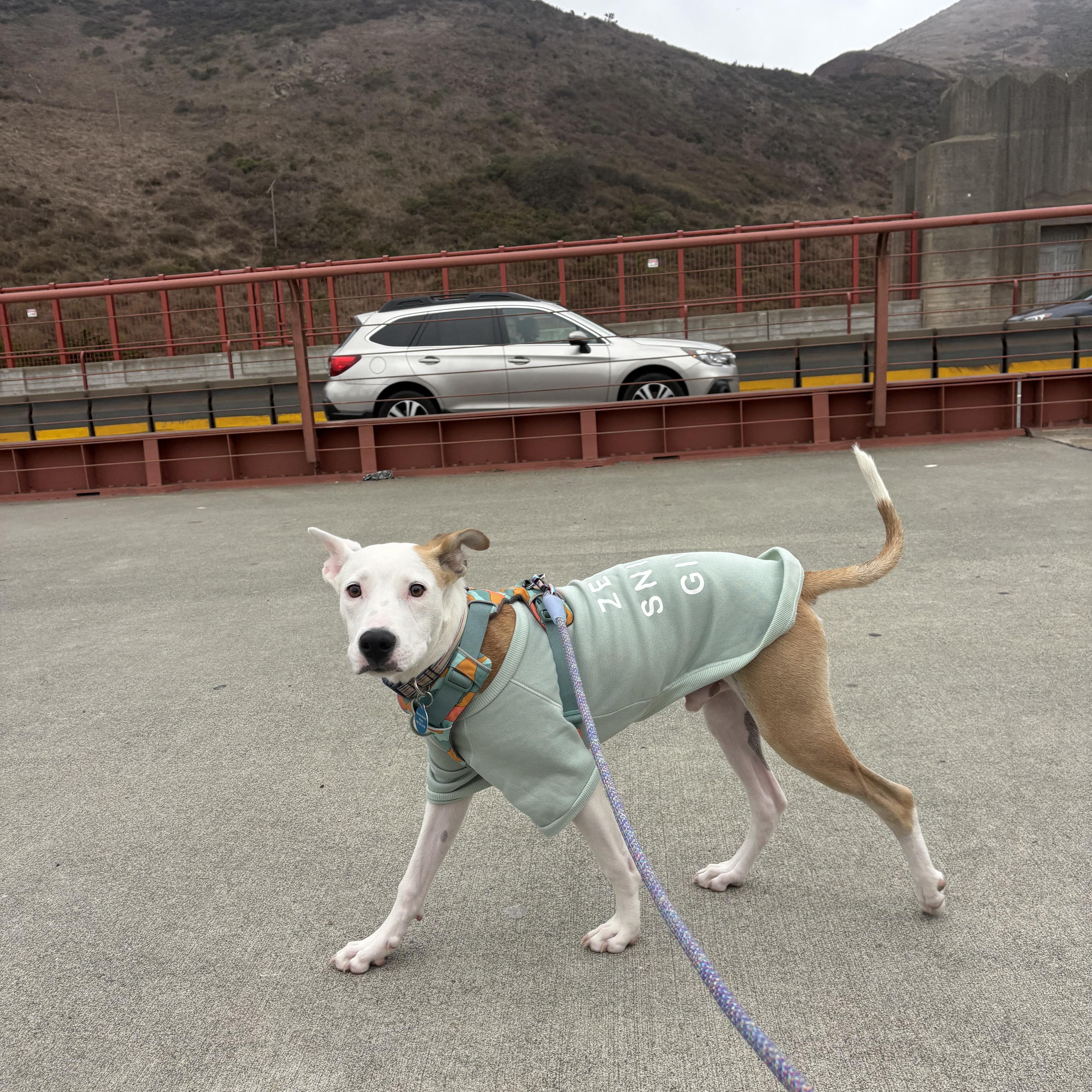 Enlarge Toby, a Adoptable mixed breed in Claremont, CA image 6/6