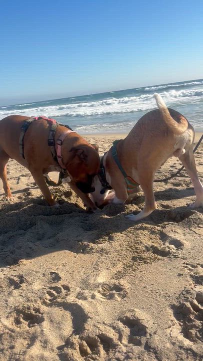 Enlarge Toby, a Adoptable mixed breed in Claremont, CA video 3/6