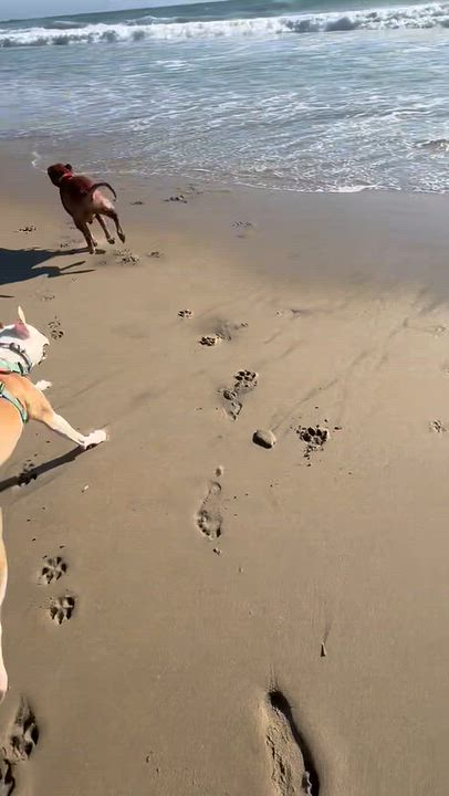 Enlarge Toby, a Adoptable mixed breed in Claremont, CA video 4/6