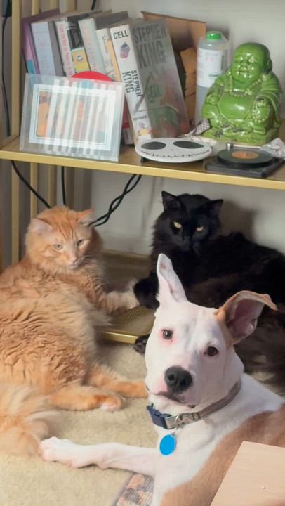 Enlarge Toby, a Adoptable mixed breed in Claremont, CA video 2/6