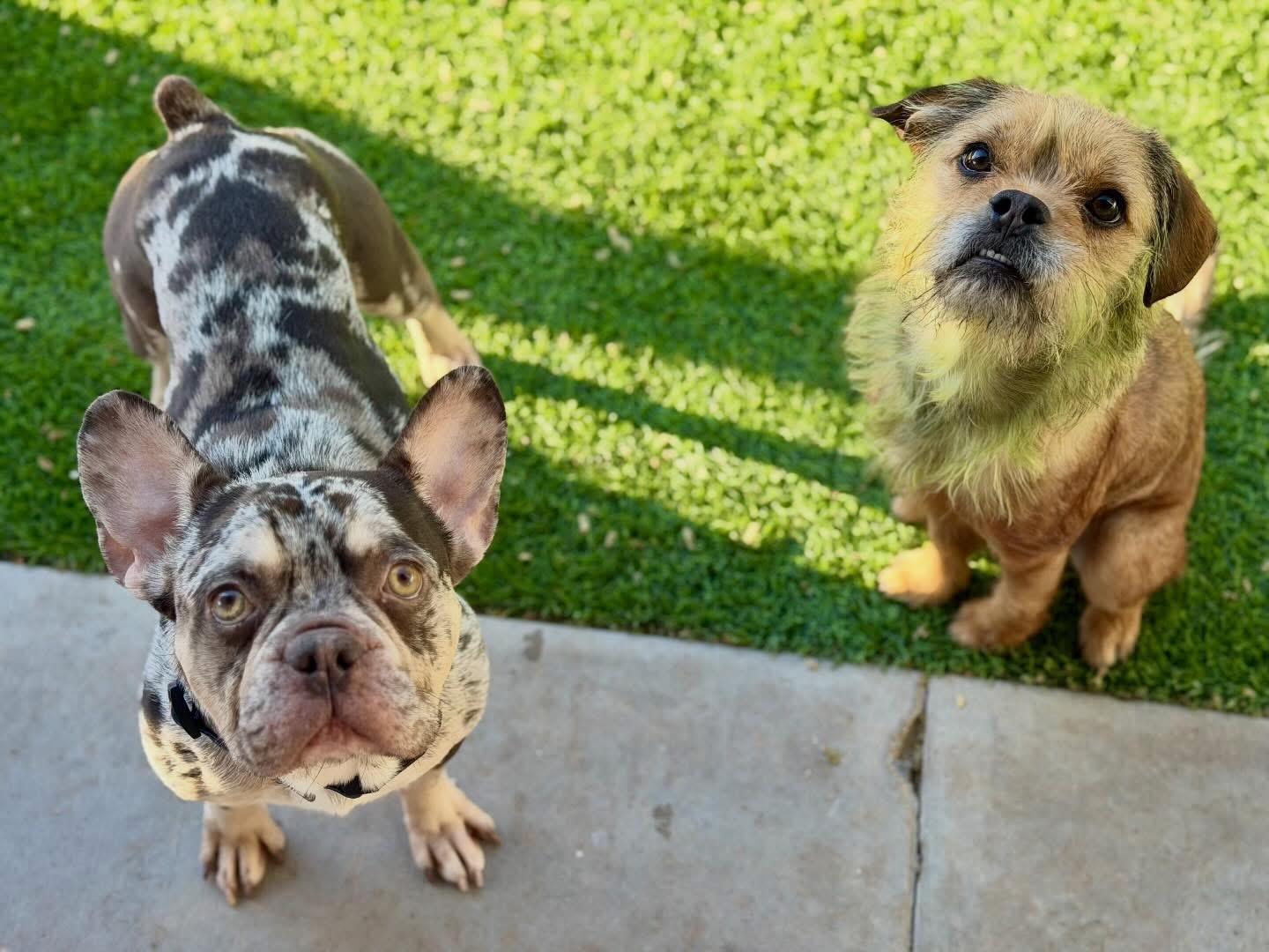 Arrow, ADOPTABLE, Young Male French Bulldog.