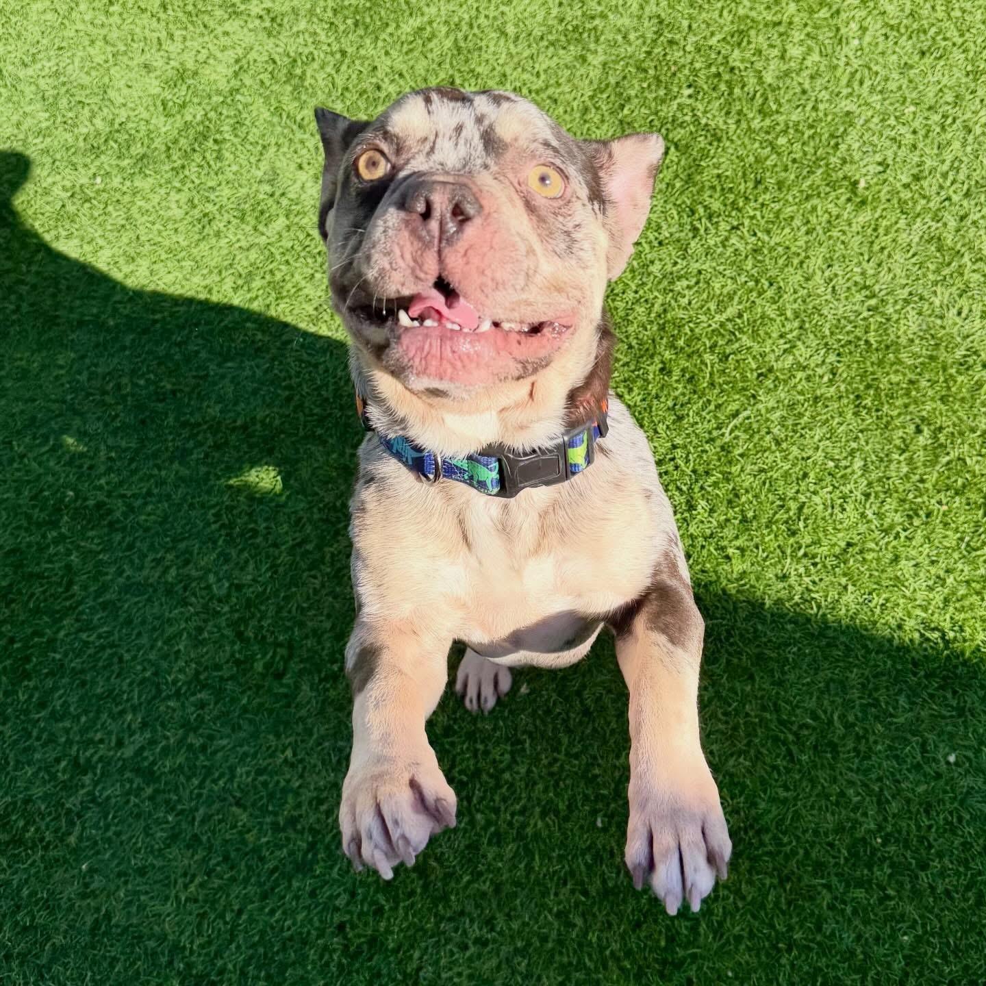 Arrow, a ADOPTABLE French Bulldog in Las Vegas, NV image 2/3