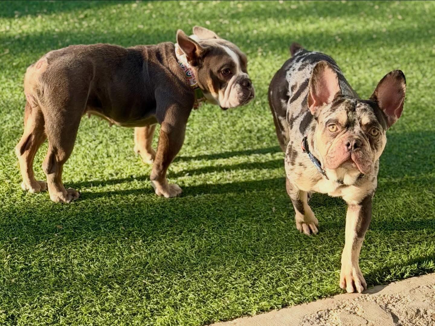 Arrow, a ADOPTABLE French Bulldog in Las Vegas, NV image 3/3