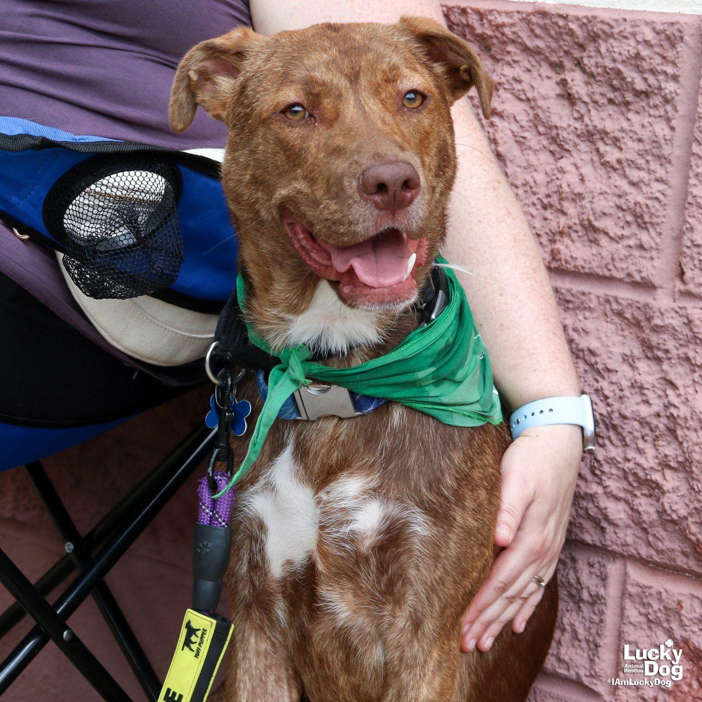 Raybans, Adoptable, Young Male Shepherd & Labrador Retriever.