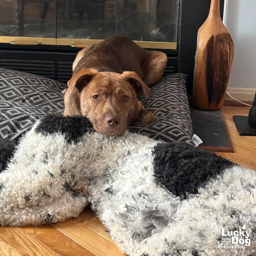 Raybans, Adoptable, Young Male Shepherd & Labrador Retriever.