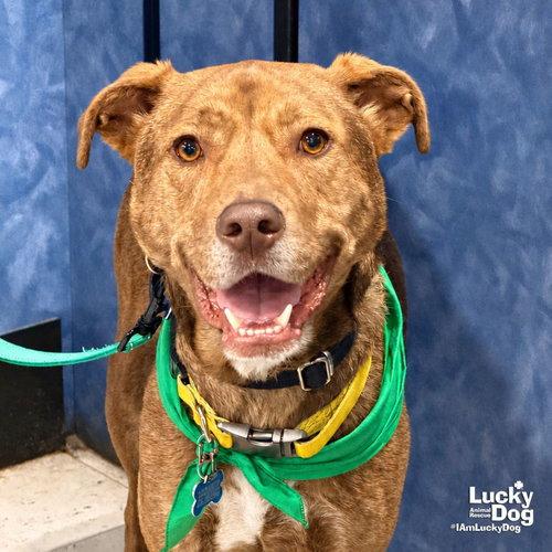 Raybans, Adoptable, Young Male Shepherd & Labrador Retriever.