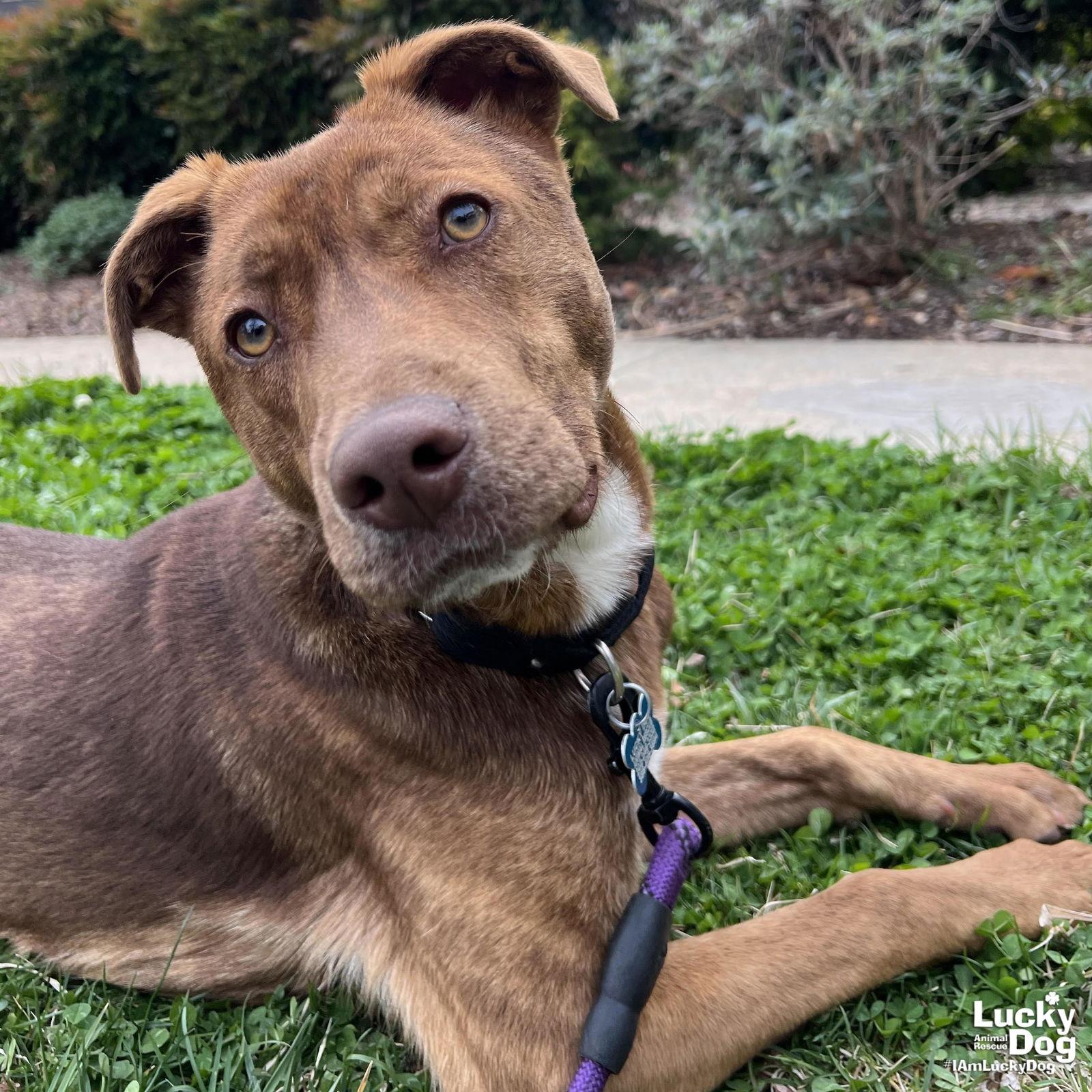 Raybans, Adoptable, Young Male Shepherd & Labrador Retriever.