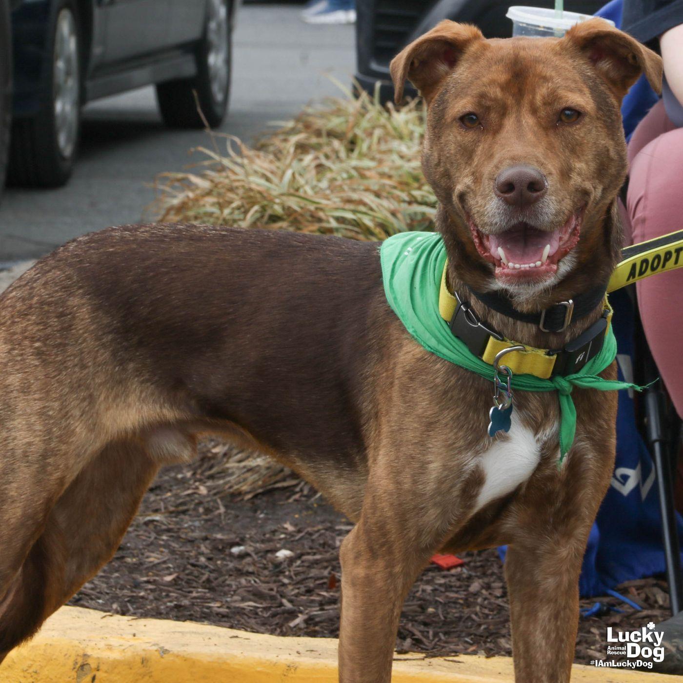 Enlarge Raybans, a Adoptable mixed breed in Washington, DC image 1/3