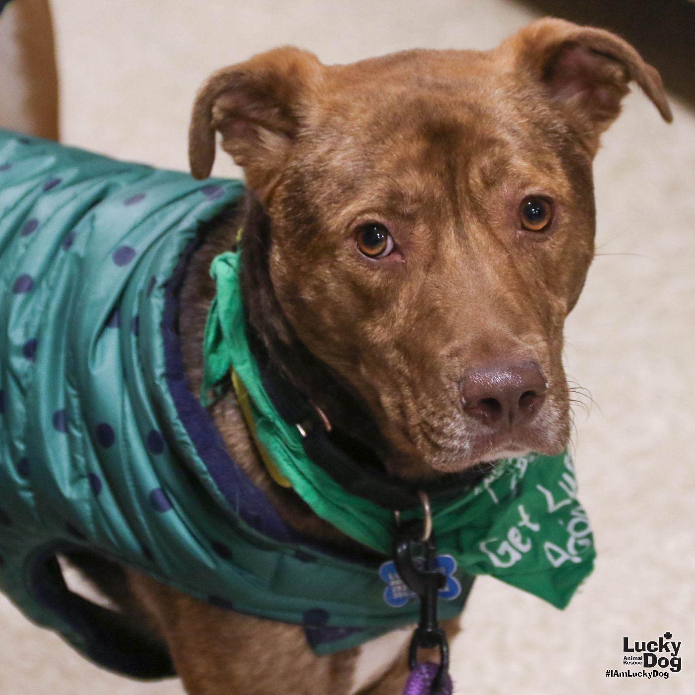 Enlarge Raybans, a Adoptable mixed breed in Washington, DC image 1/3