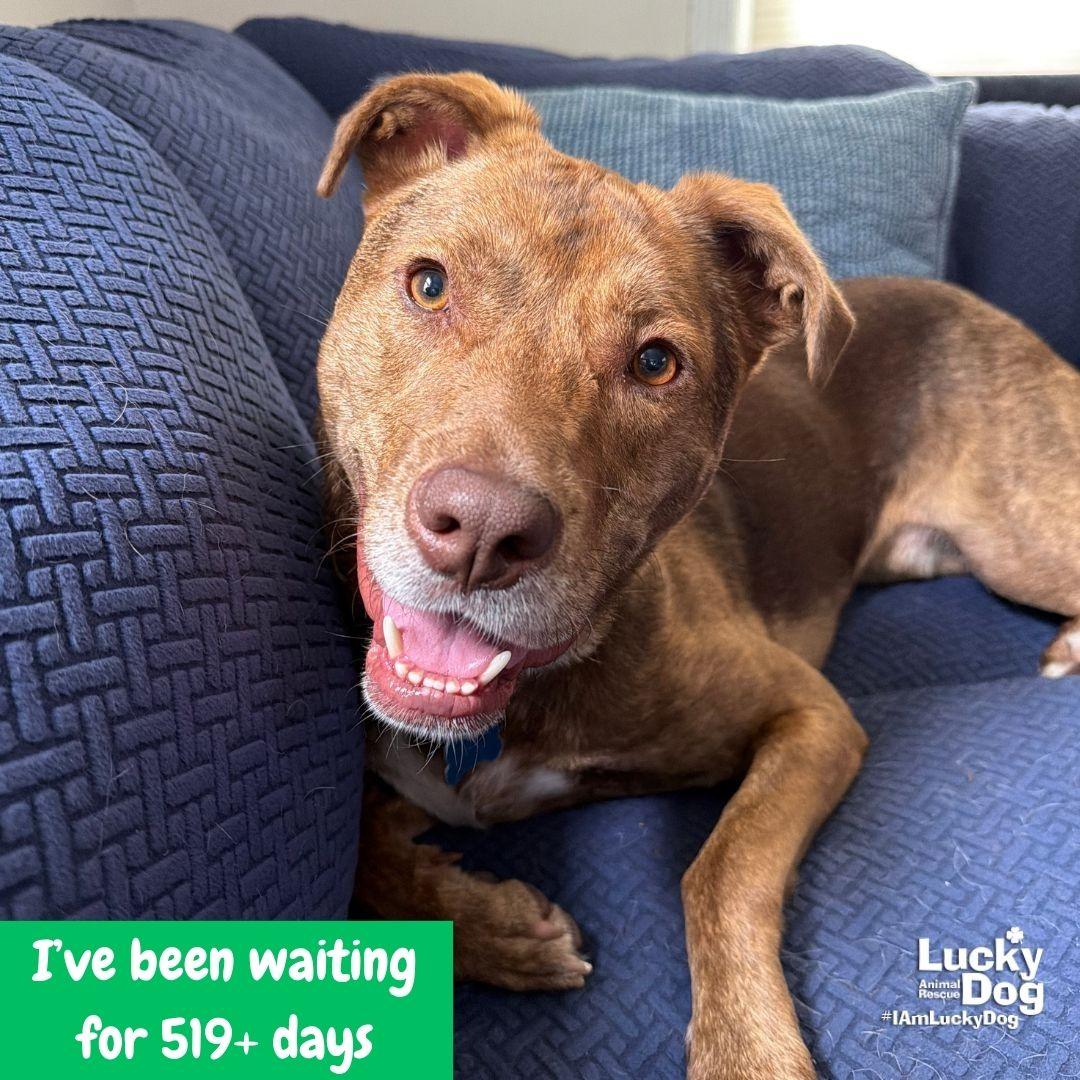 Raybans, Adoptable, Young Male Shepherd & Labrador Retriever.