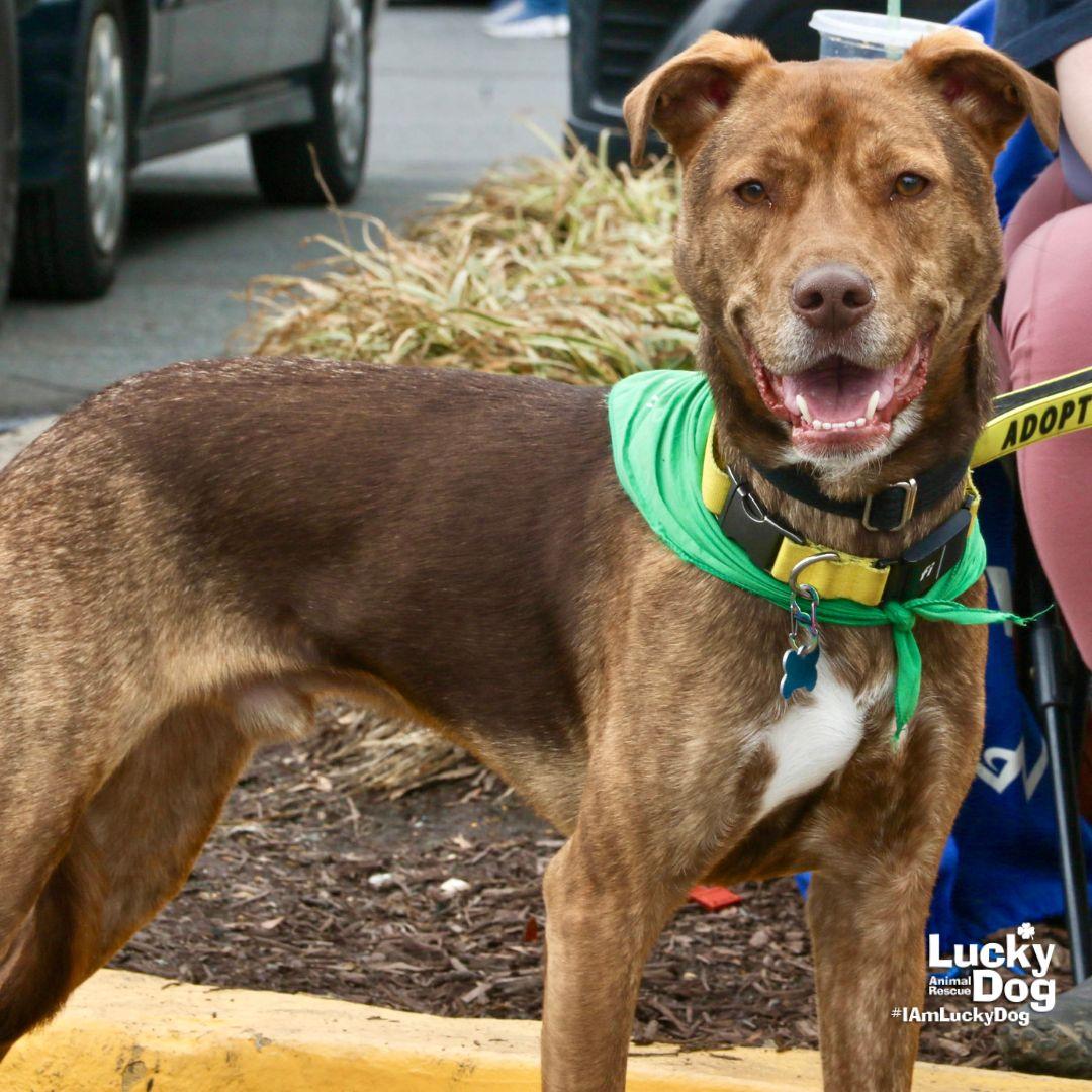 Raybans, Adoptable, Young Male Shepherd & Labrador Retriever.