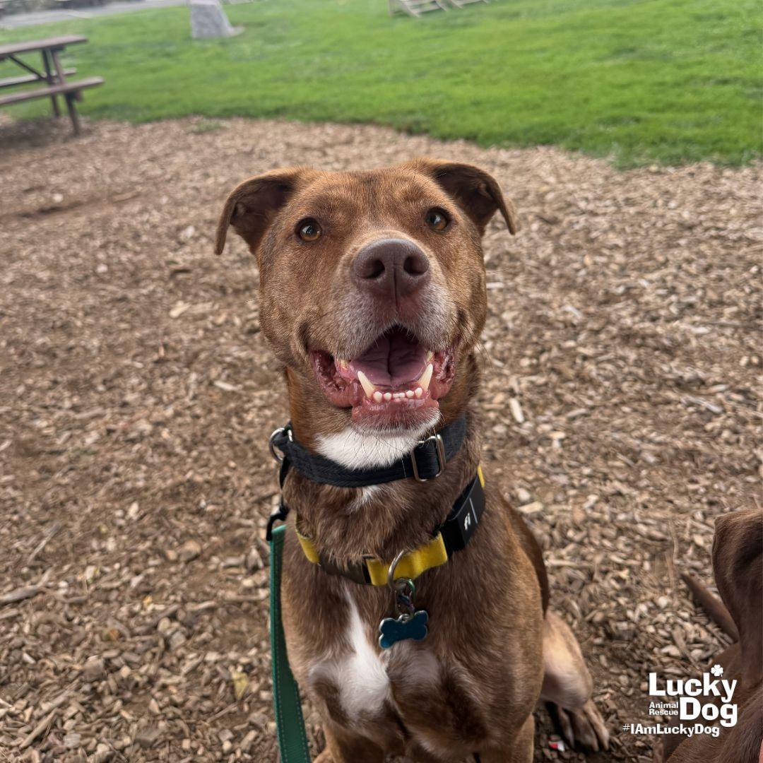 Raybans, a Adoptable mixed breed in Washington, DC image 2/3